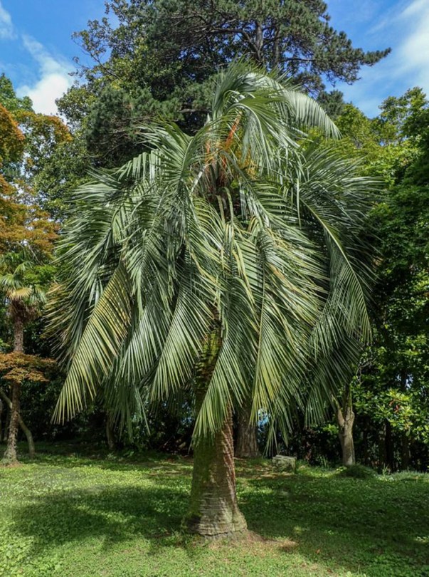 Kocsonyapálma - Zselépálma, Butia capitata, fagyérzékeny, gyümölcs